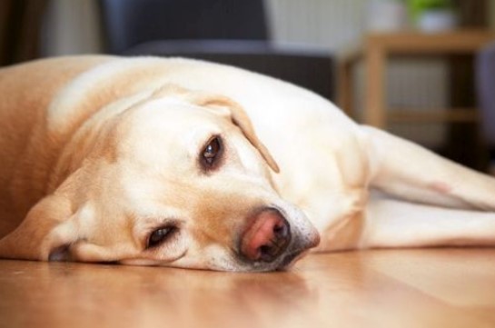 Ciri-ciri anjing dalam masalah kesehatan pencernaan