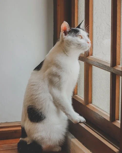 Wallpaper kucing lucu dan cantik