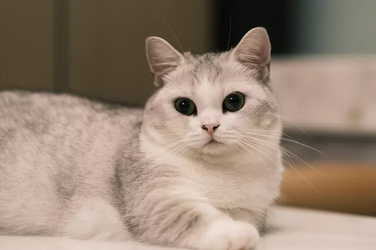 Wallpaper kucing lucu dan cantik